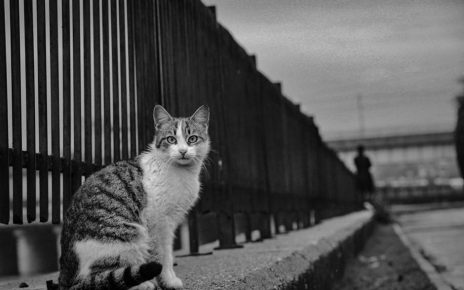 了解腳腫脹原因:從文化視角探索健康與生活