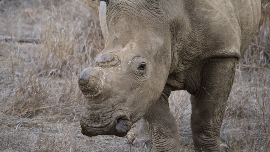 醫美香港:探索專業與安全的美麗之選